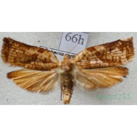 Archips oporana (Linnaeus, 1758) Zwójka sosnówka Czech66h